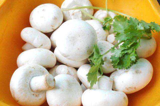 白蘑菇
